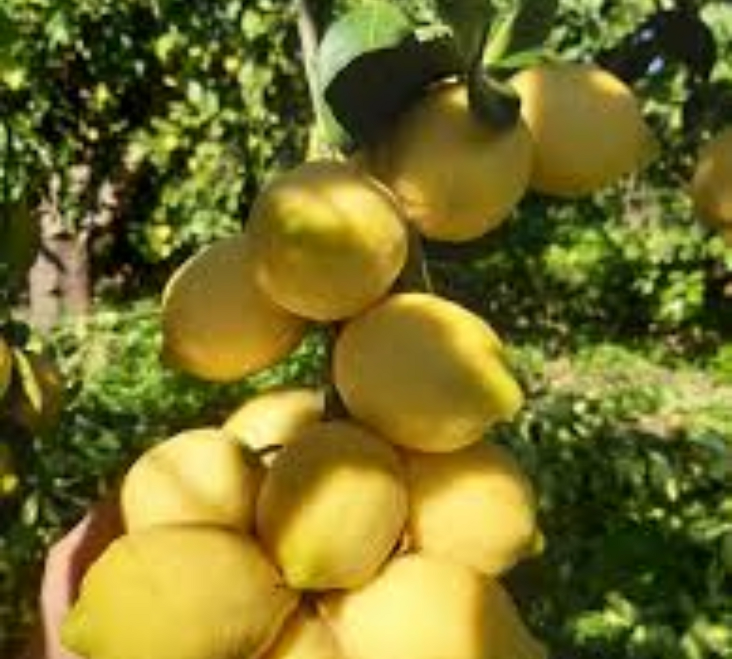 Limone zagara bianca v20 cm