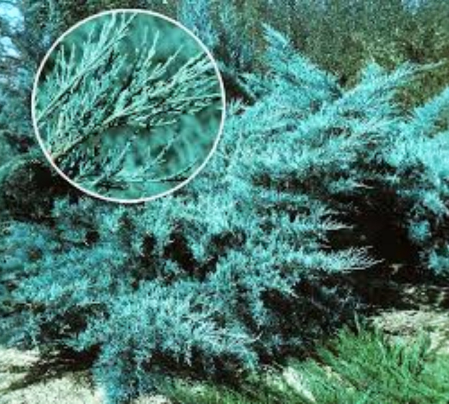 Juniperus Media Pfitzeriana Glauca v24 cm