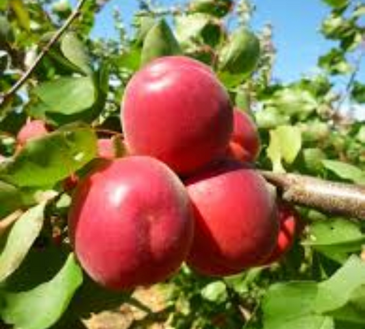 Albicocco Rossa v20 cm