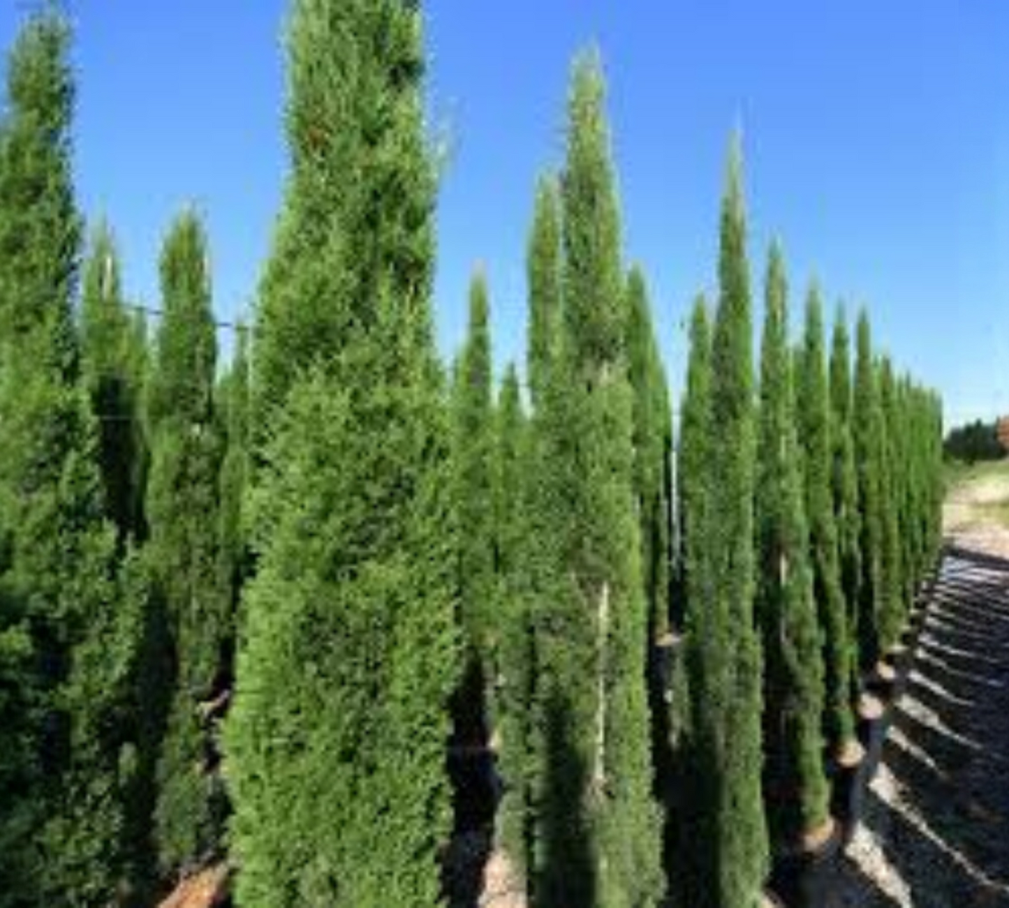 Cupressus  Sempervirens Pyramidalis c30 200-250 v55
