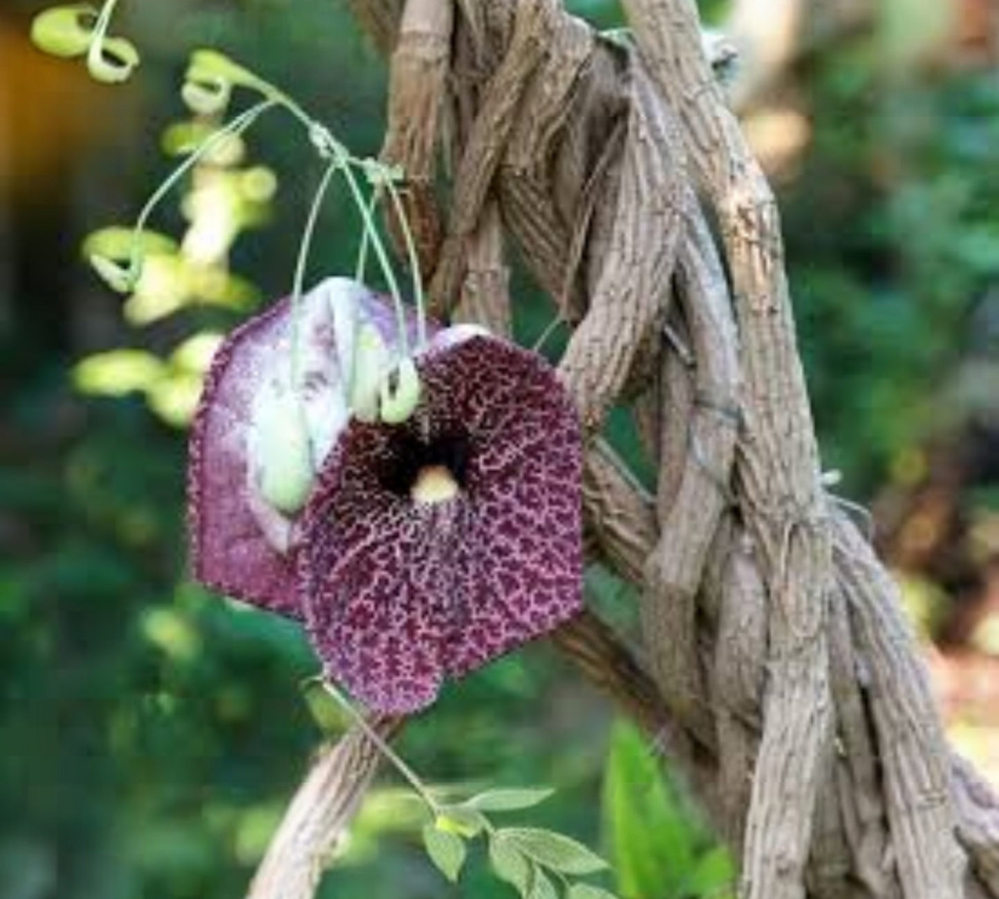 Aristolochia gigantea v24 cm