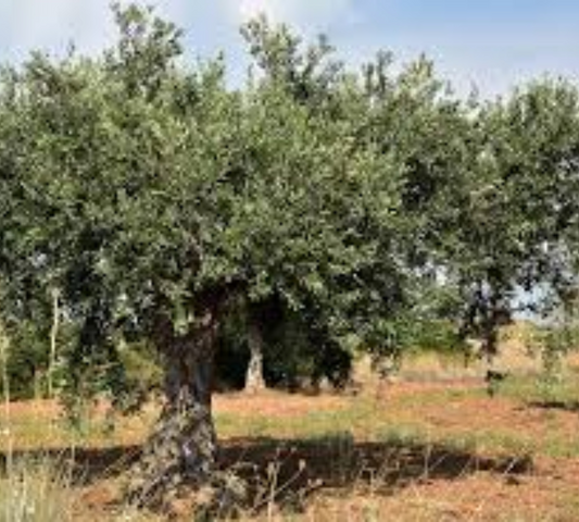 Olea europea tr10cm