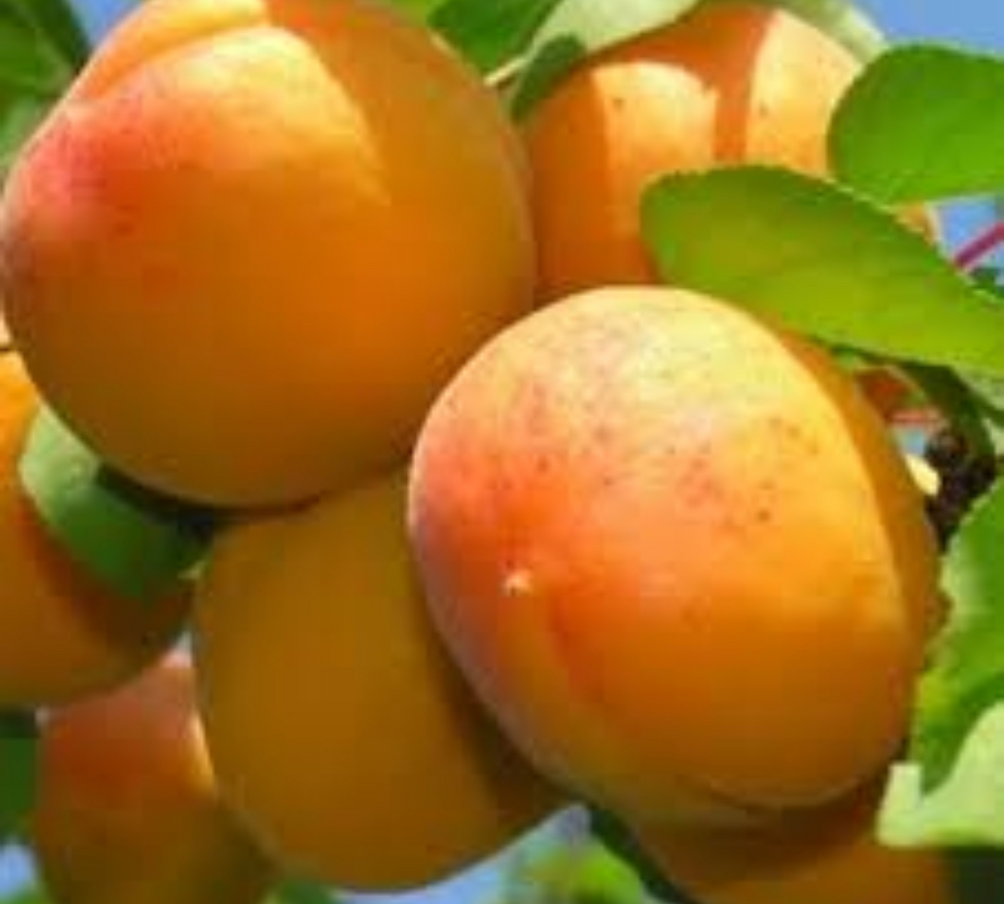 Albicocco Tardiva v20 cm