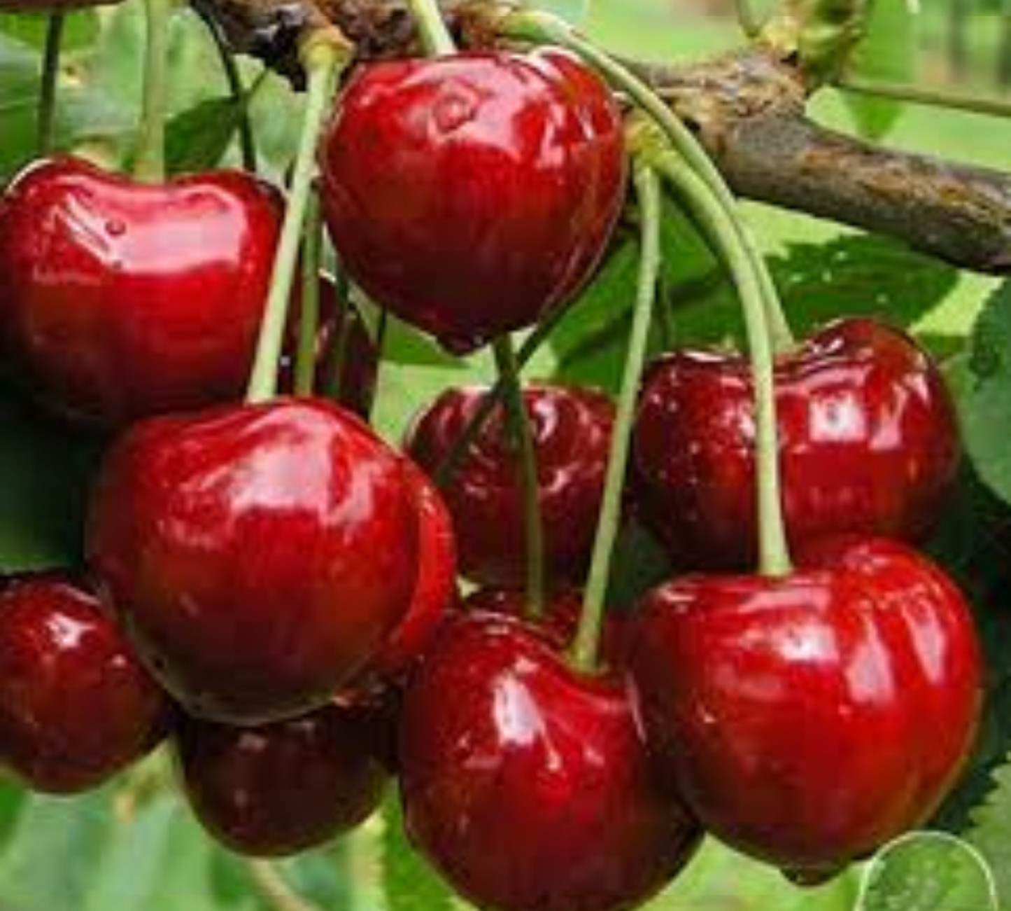 Ciliegio Bigarreau Burlat v20 cm