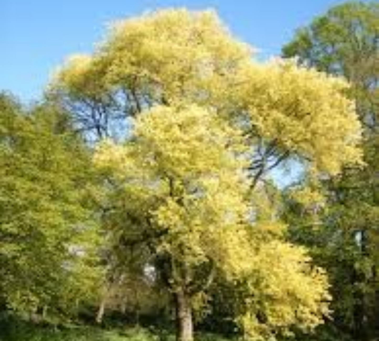 Ulmus Pumila v40 cm 10/12