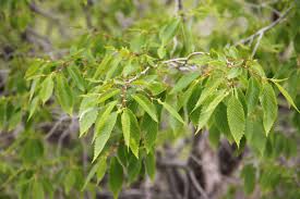 Ulmus Pumila v40 cm 10/12