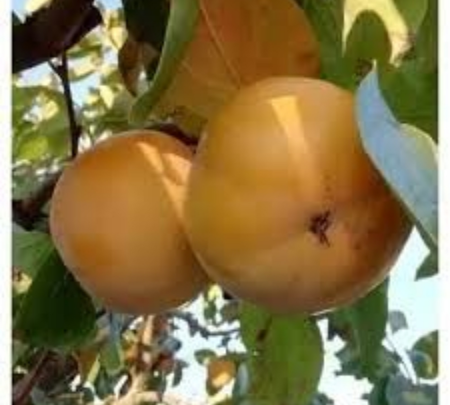 Caco  Mela