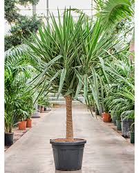 Yucca Elephantipes v17 cm