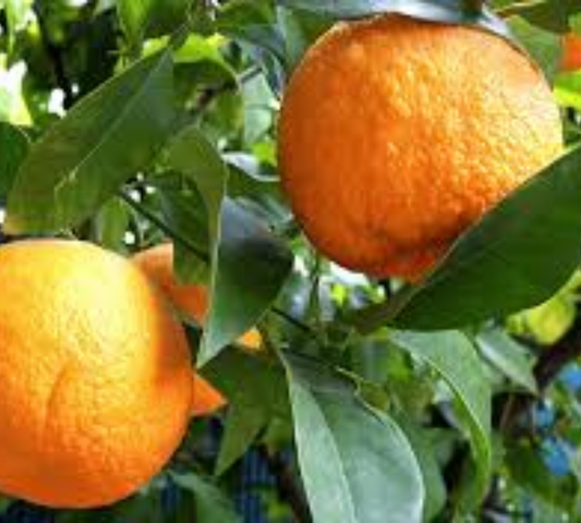 Arancio H150-160cm v30