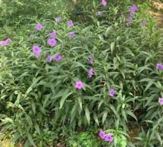 Ruellia Messicana v14 cm