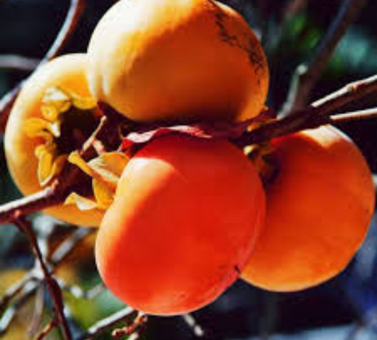 Kako Cioccolatino v20 cm