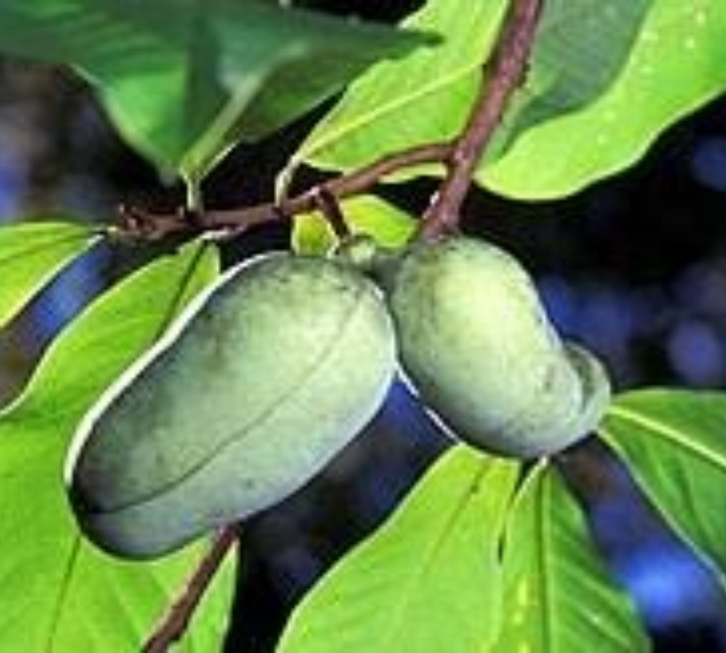 Asimina triloba – Banana del Nord vaso 18 cm