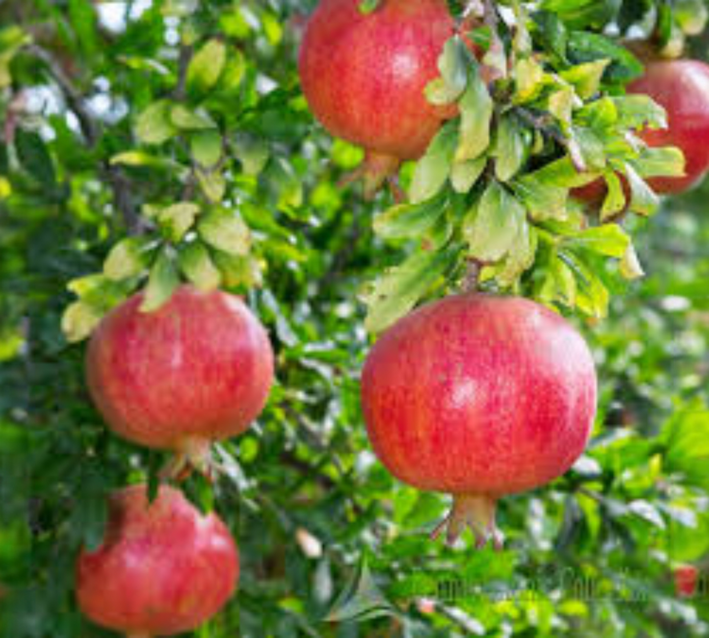 Melograno Punica Granatum da Fiore v24 cm