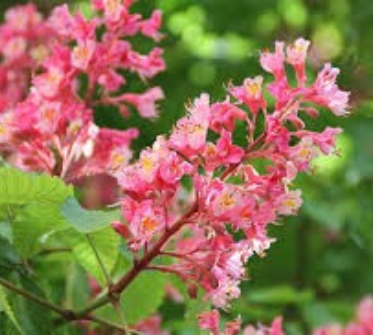 Aesculus carnea v40 cm Tr 10 cm