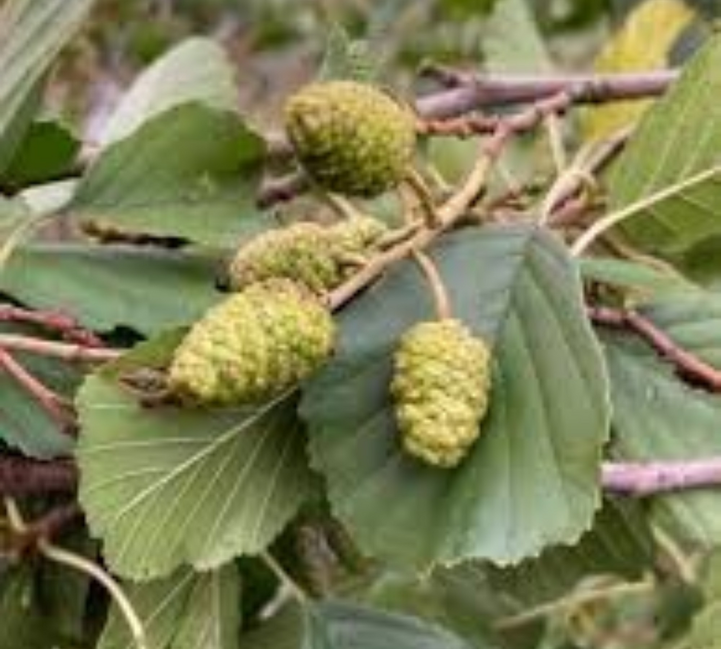 Alnus glutinosa v60 cm Tr 12-14 cm