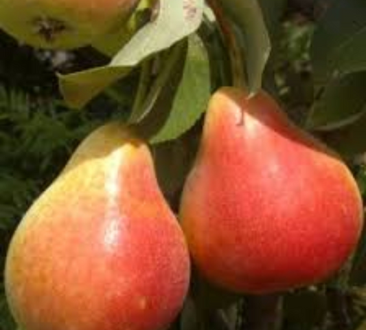 Pero Muscariello v22 cm