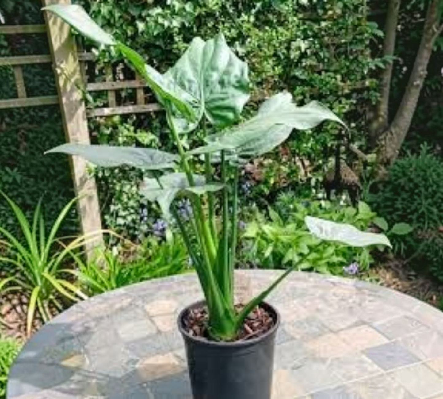 Alocasia Cucullata