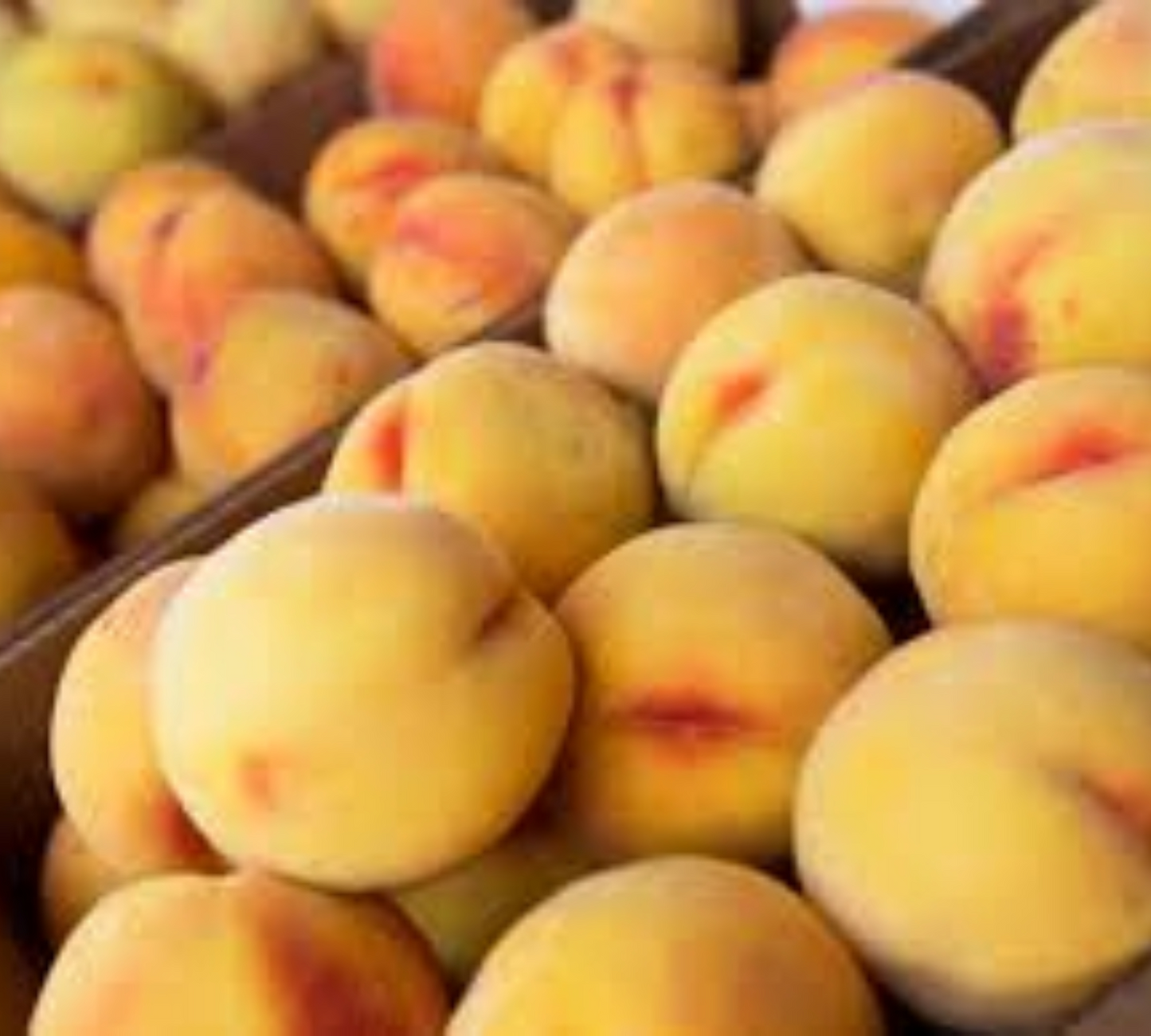 Pesco Percoco v22 cm