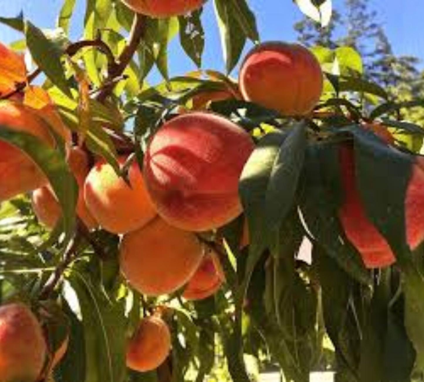 Pesco Red Top v20 cm