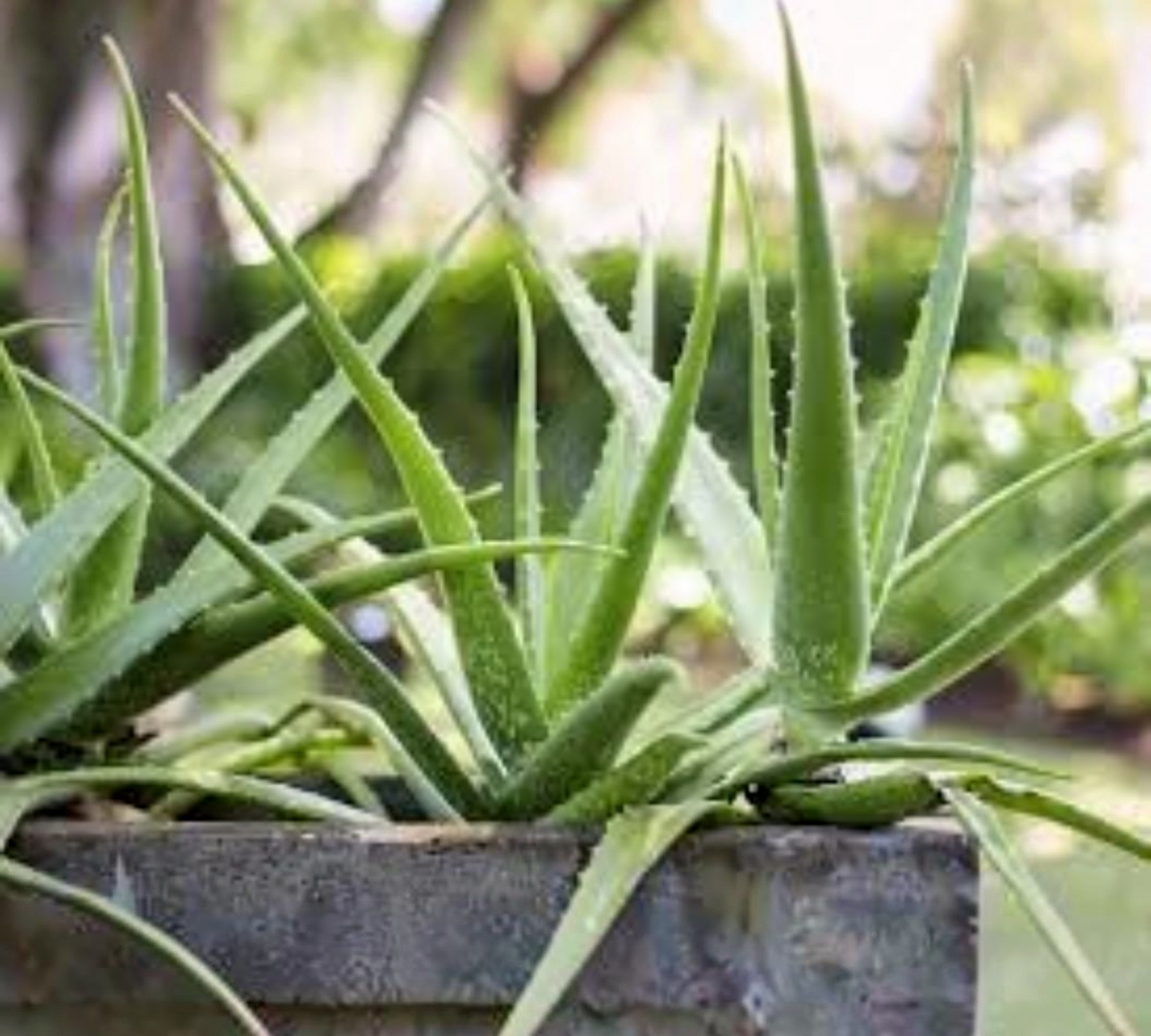 Aloe Vera v21 cm