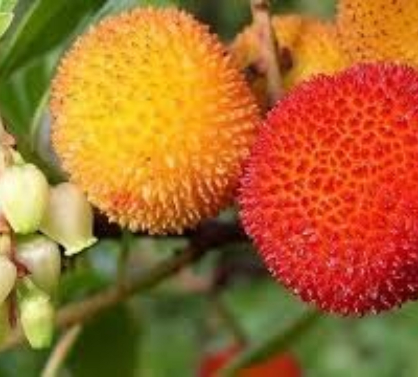 Corbezzolo da frutta v20 cm