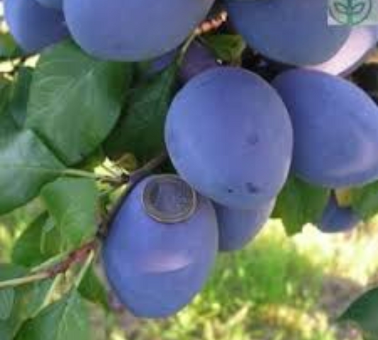 Susino Blue Free v20 cm