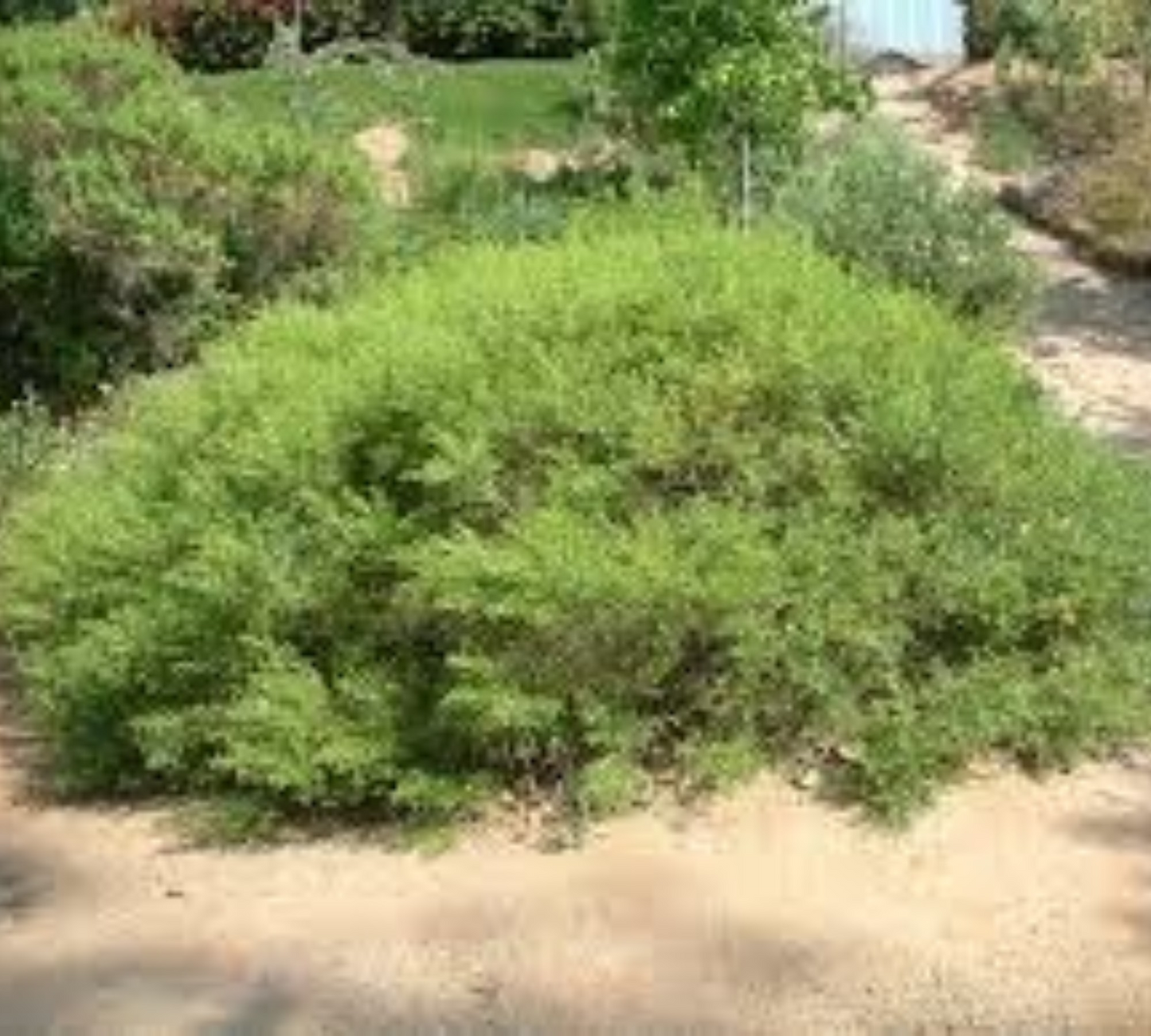 Baccharis Pilularis v18 cm