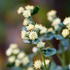 Baccharis Pilularis v18 cm