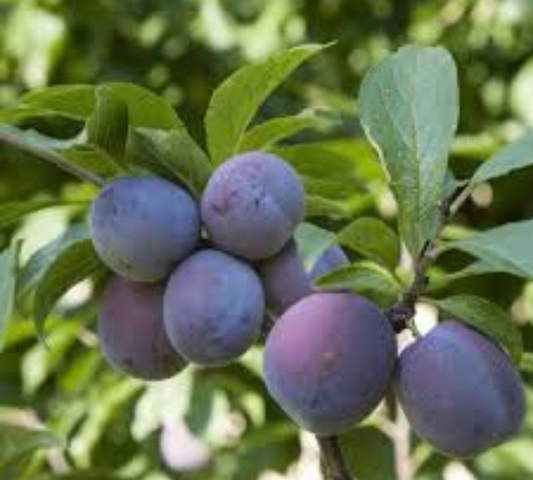 Susino California Blue v20 cm