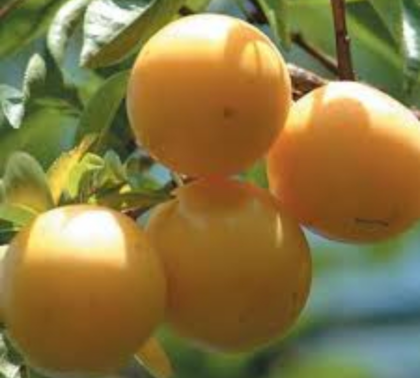 Susino San Franceso v20 cm