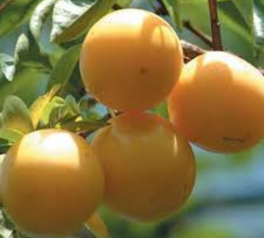 Susino San Franceso v20 cm