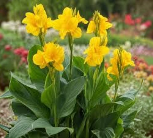 Cannacoro Canna indica gialla v18 cm
