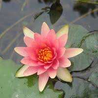 Nymphaea Little Sue Piccola Miniatura