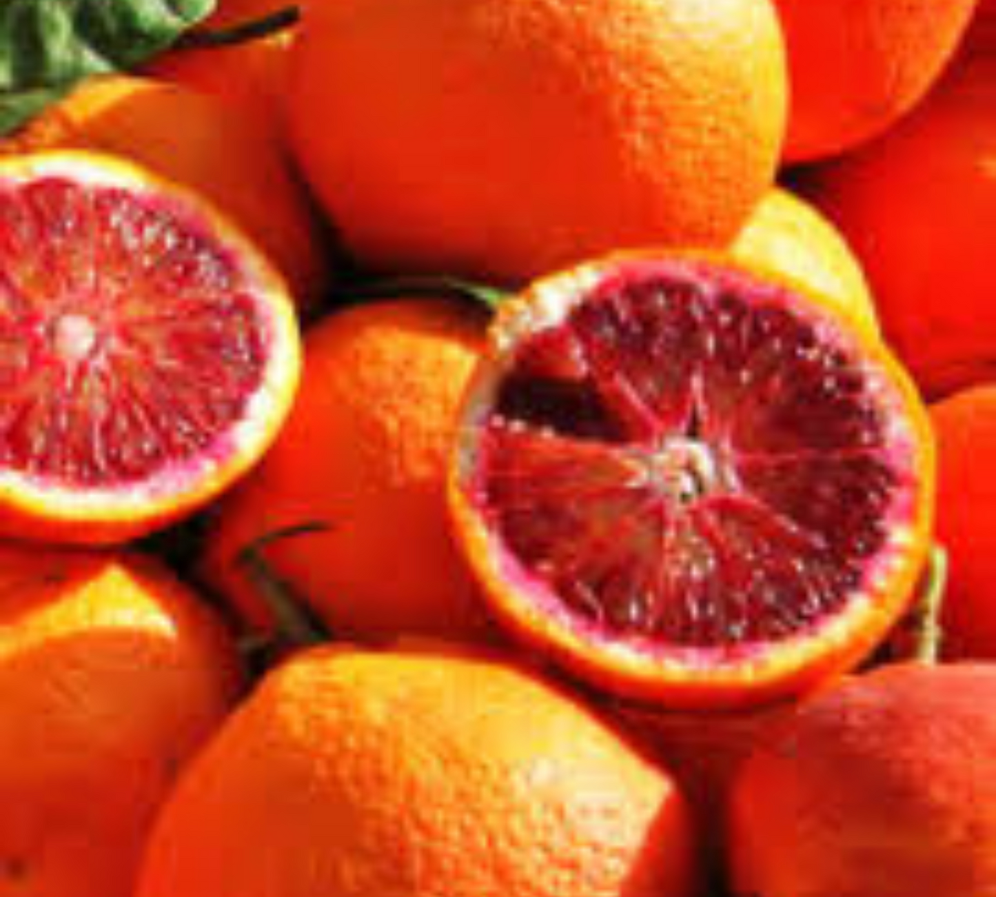 Arancio sanguinello v20 cm