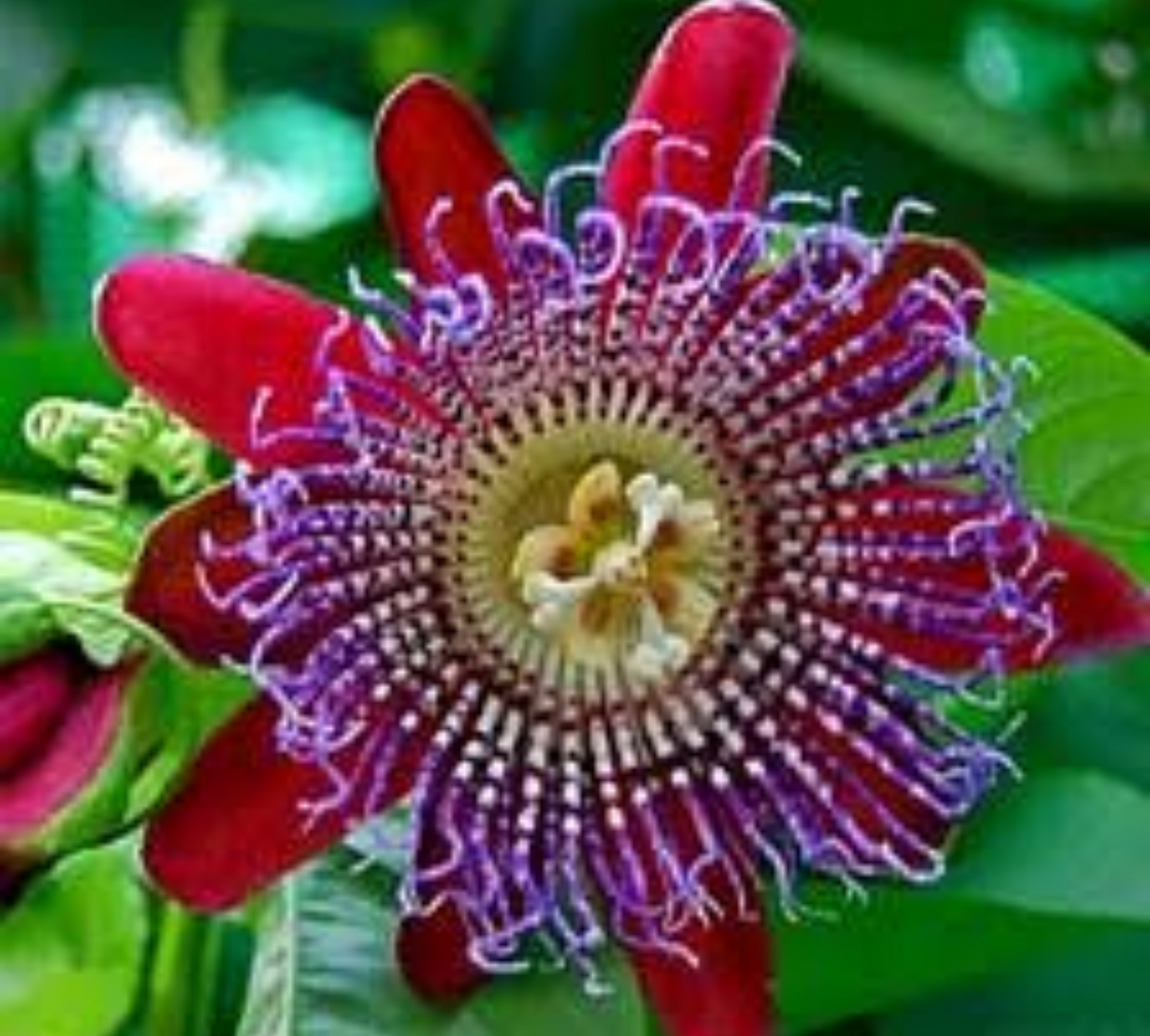 Passiflora quadrangularis v18 cm