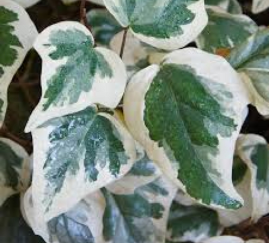 Hedera algeriensis v20 cm