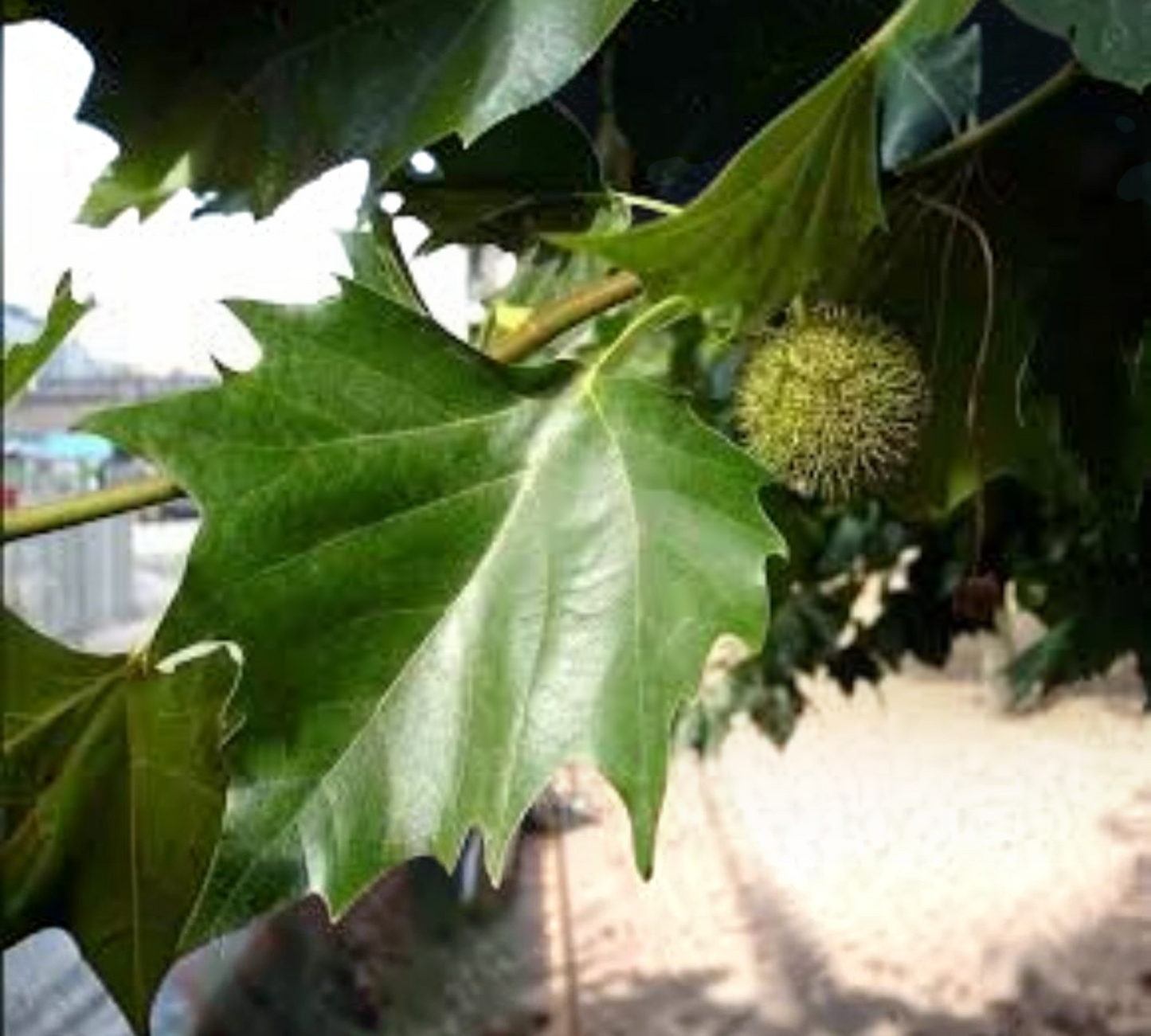Platano Platanus acerifolia 10/12 v40 cm