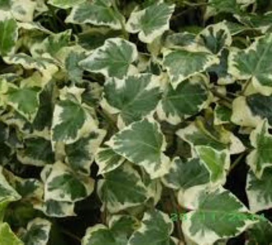 Hedera gloire de marengo v20 cm