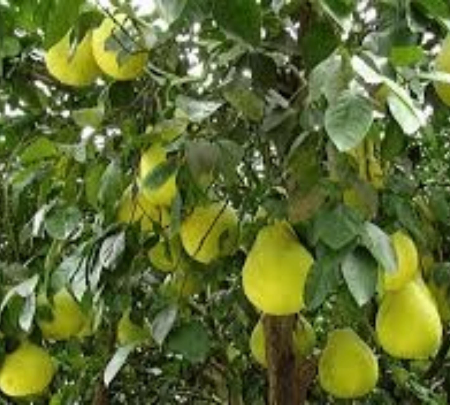 Pomelo v 22 cm