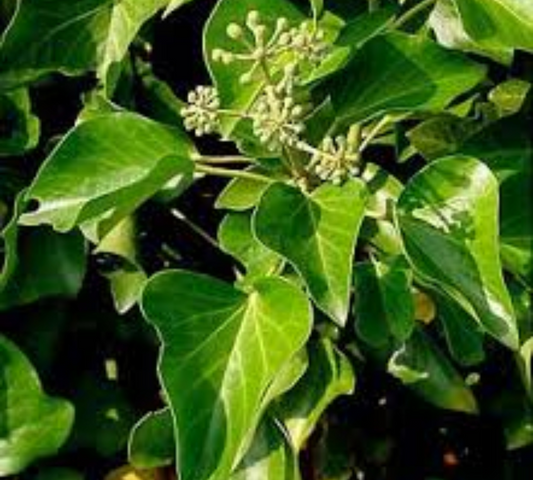 Hedera ibernica v20 cm