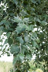 Pioppo Bianco Piramidale – Populus alba Pyramidalis 14/16 v60 cm