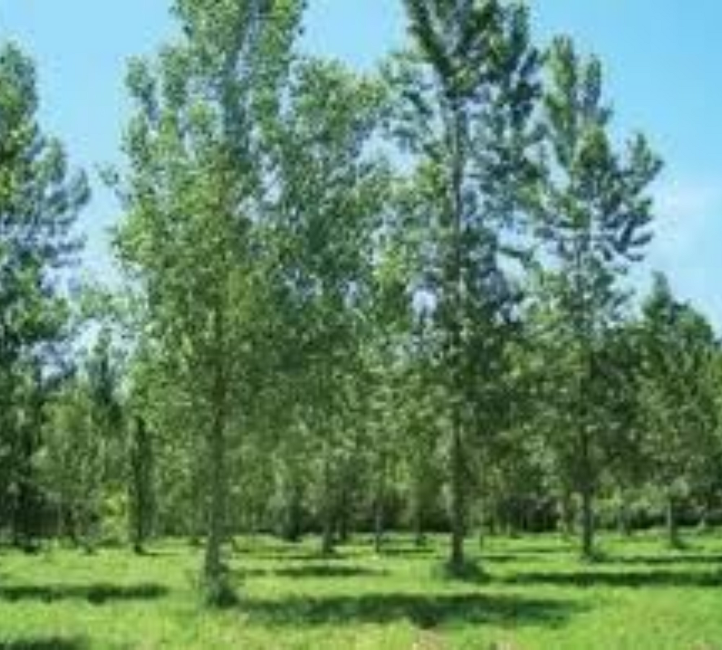Pioppo Bianco Piramidale – Populus alba Pyramidalis 14/16 v60 cm