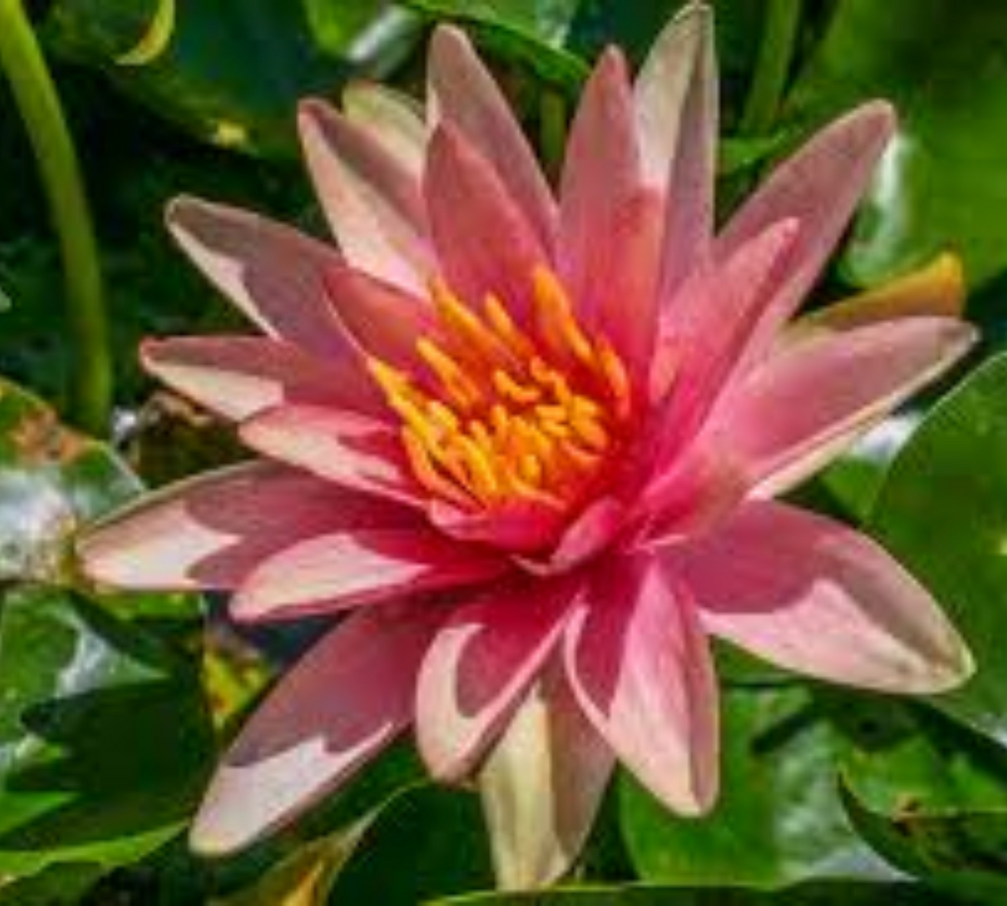 Nymphaea Little Sue Piccola Miniatura