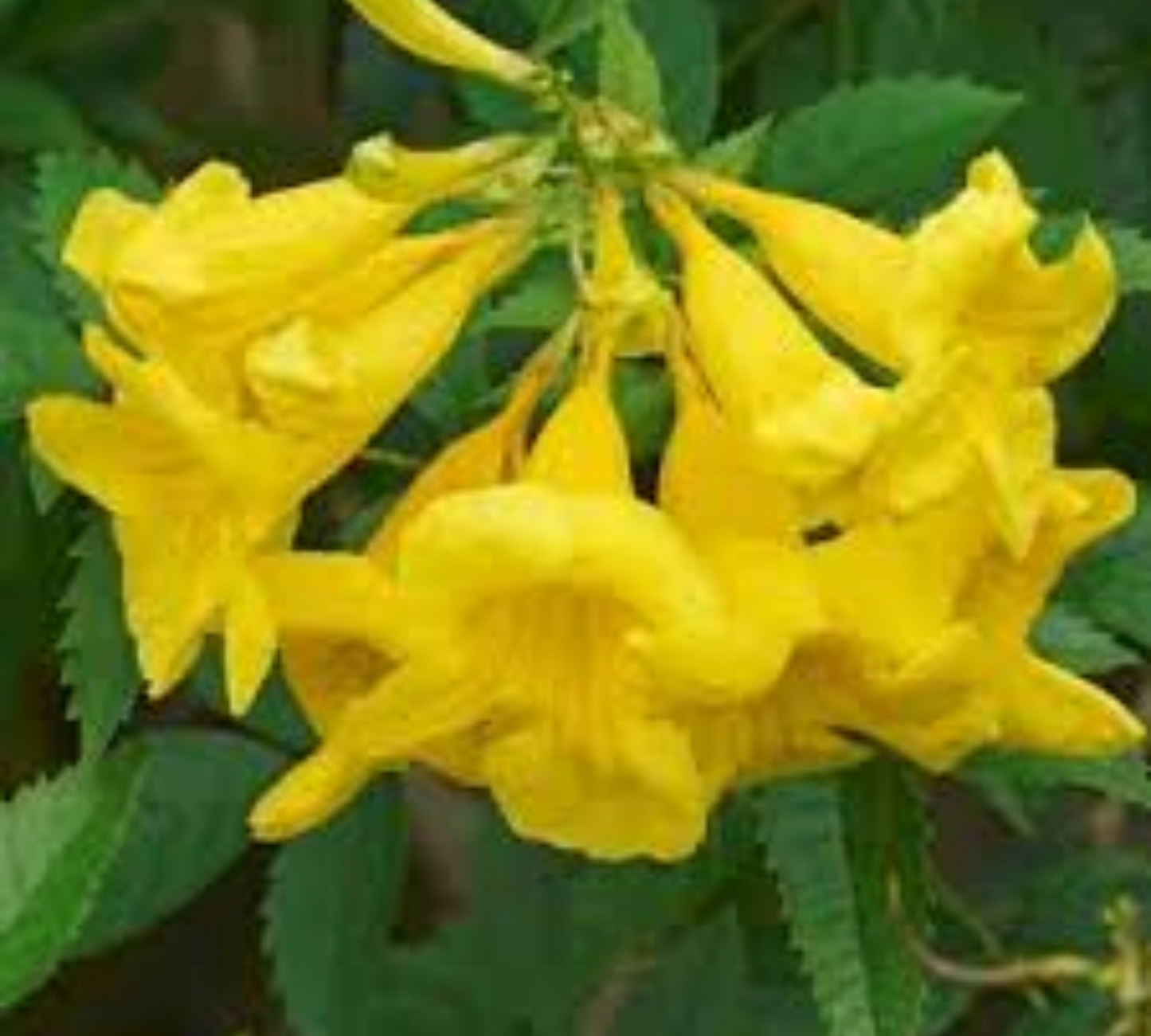 BIGNONIA gialla tecoma v18 cm