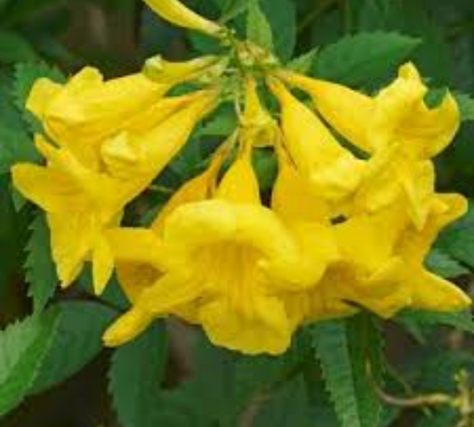 BIGNONIA gialla tecoma v18 cm