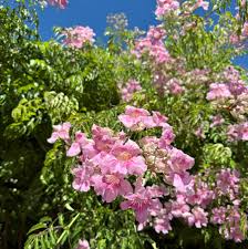 Bignonia ricasoliana v20 cm