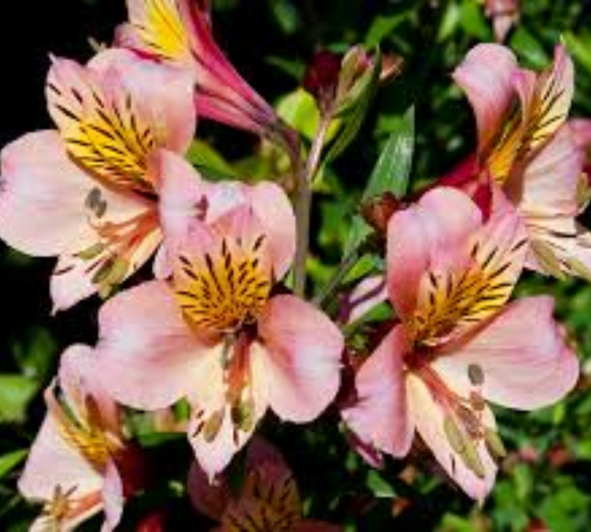 Alstromelia reciso v17-19 cm