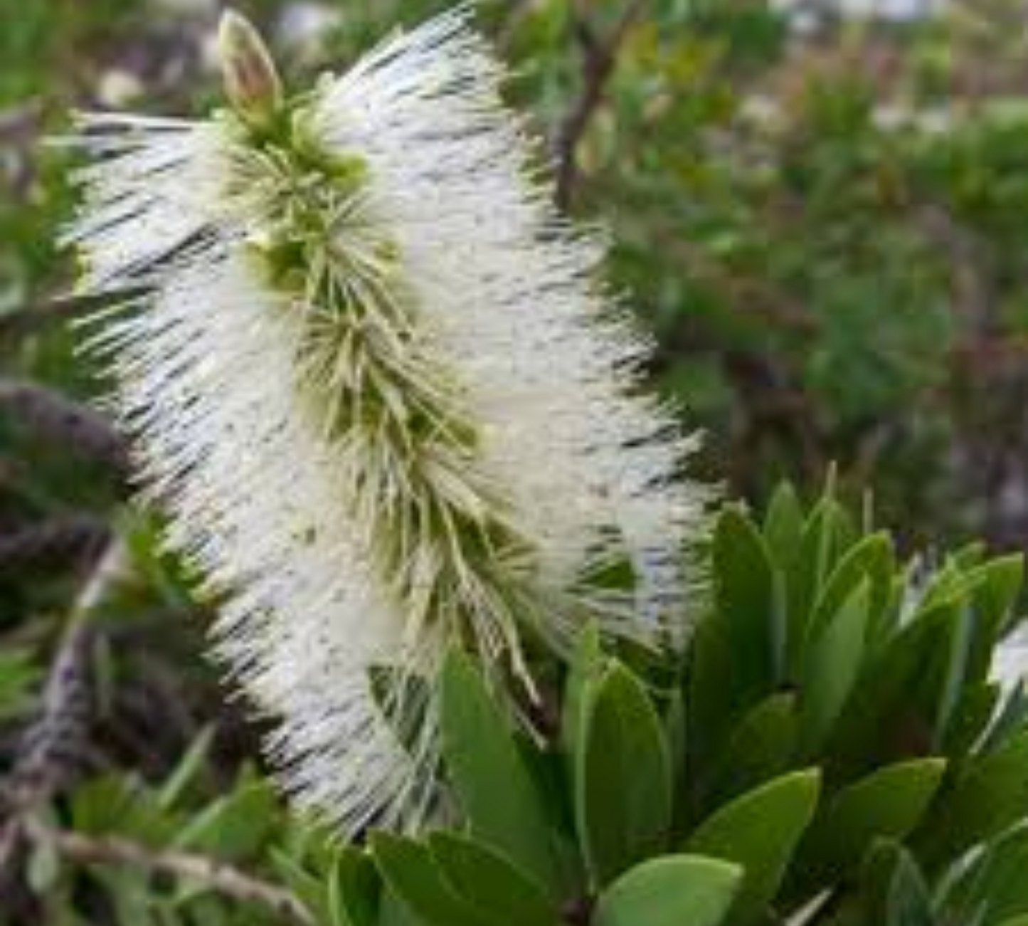 Callistemon BIANCO v18 cm