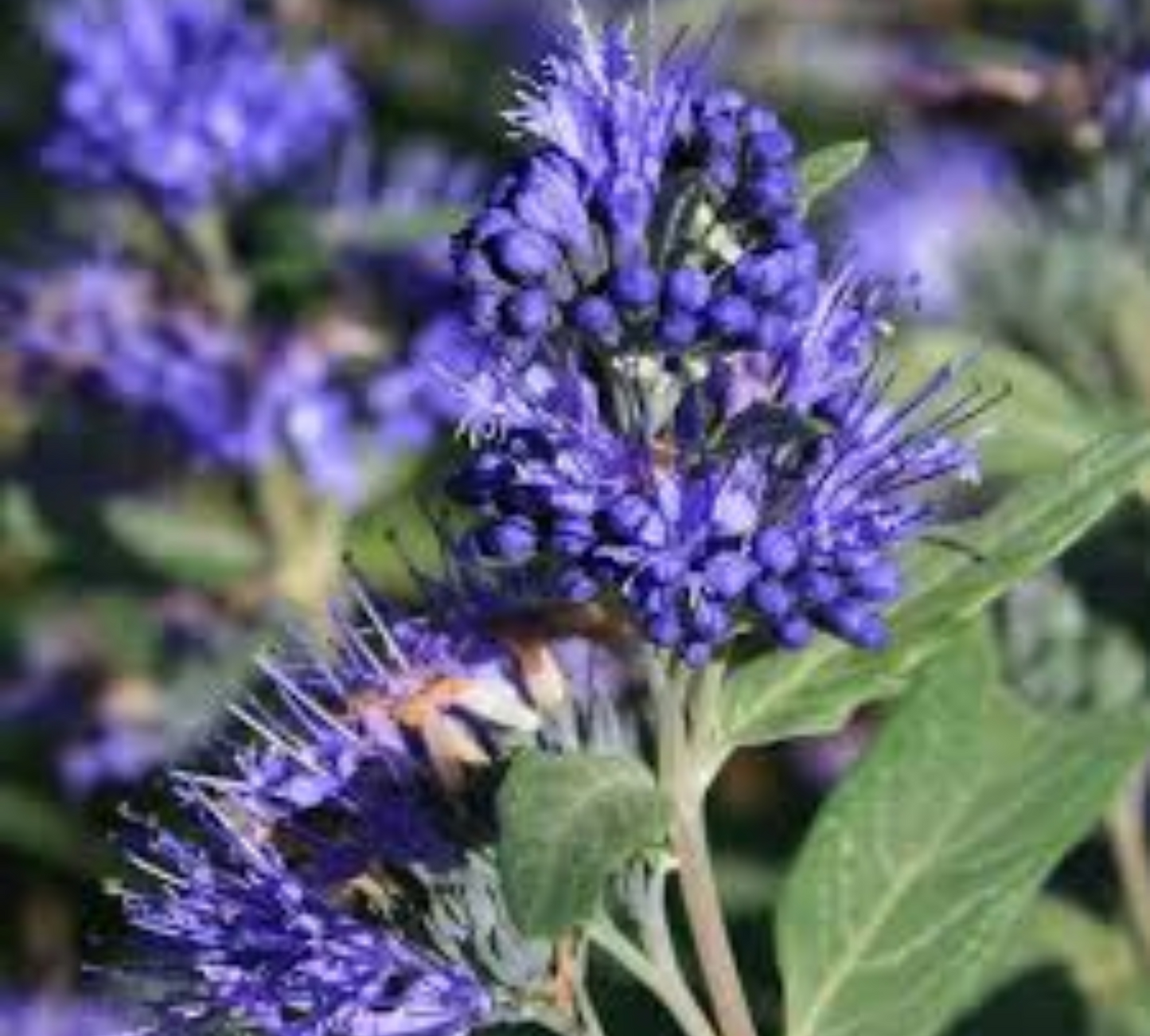 Caryopteris v20 cm