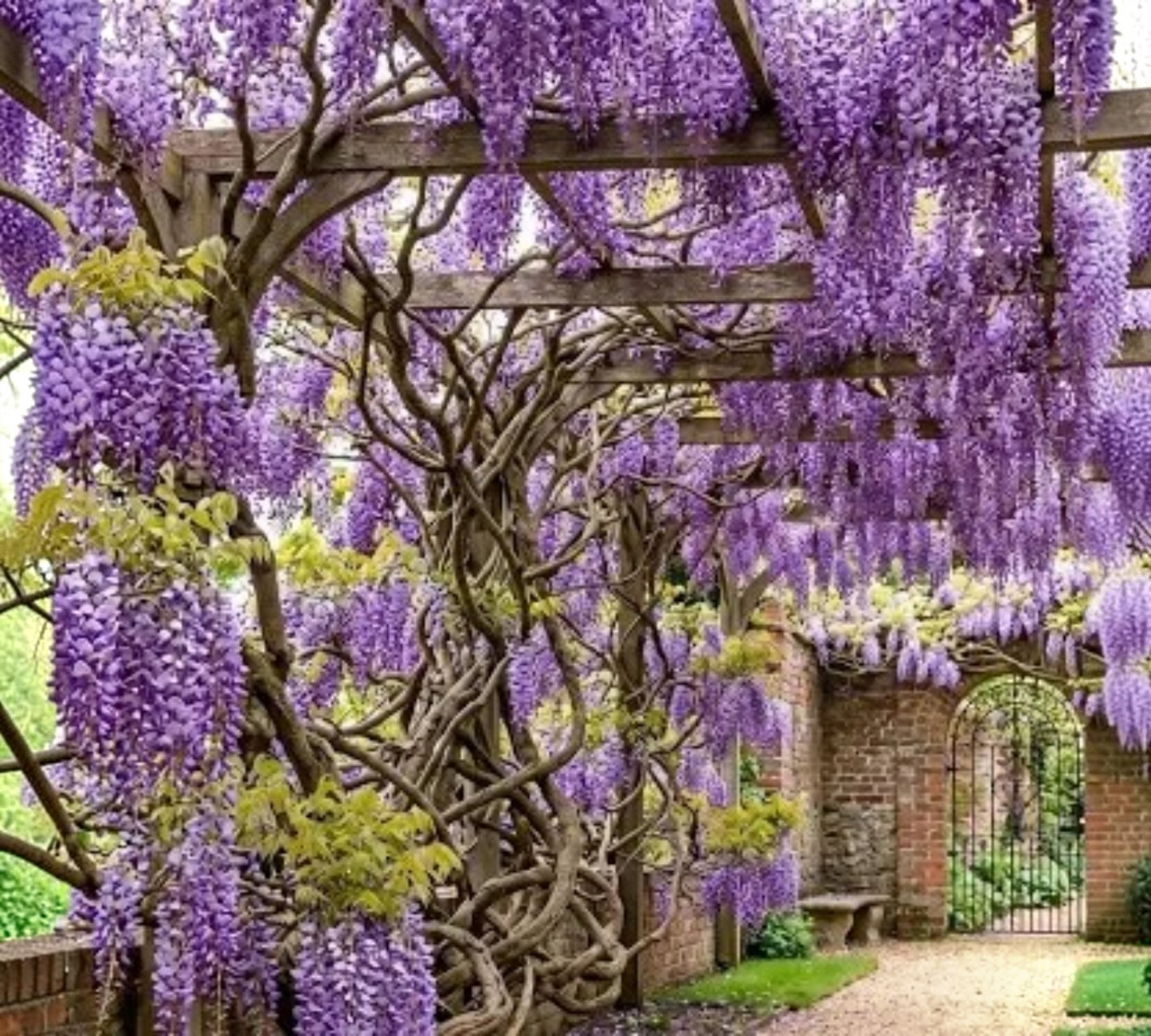 Glicine Wisteria v20 cm